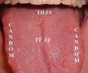 khám bệnh y học cổ truyền