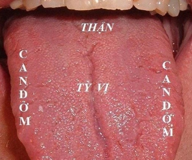 khám bệnh y học cổ truyền