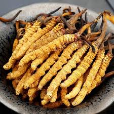 dược liệu từ động vật